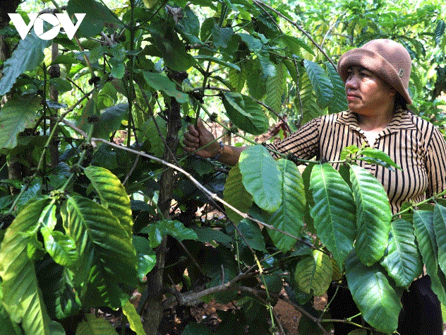 Tín dụng chính sách, đòn bẩy giúp bà con dân tộc thiểu số Tây Nguyên thoát nghèo